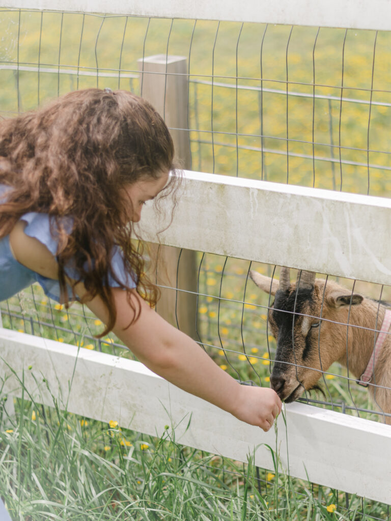 Young girl in blue dress giving a goat straw at Southern Maryland Farm.